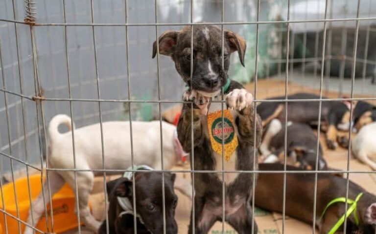 Sábado, dia 28: Feira de Adoção terá 297 animais à espera de um novo lar em Paranaguá