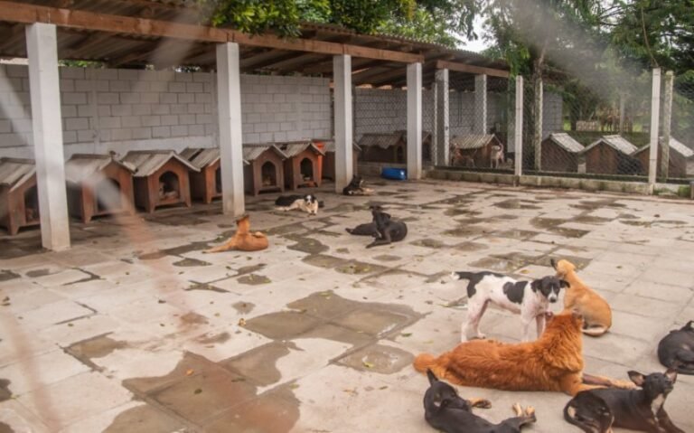 Amor que Transforma: Feira de Adoção acontece sábado (28) e Paranaguá já soma 344 animais adotados