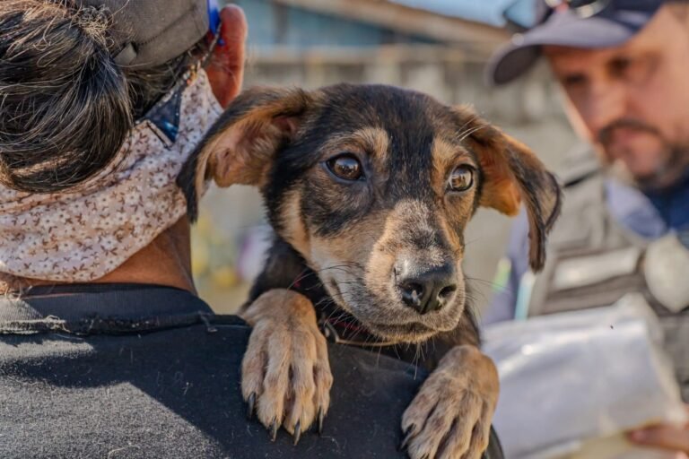 Animais são resgatados de imóvel em condições insalubres em Paranaguá