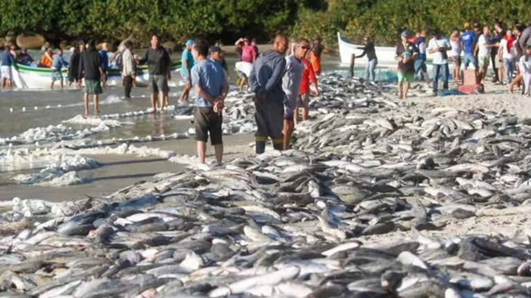 Governo Federal sinaliza cota extra para pesca artesanal da tainha após protestos de pescadores