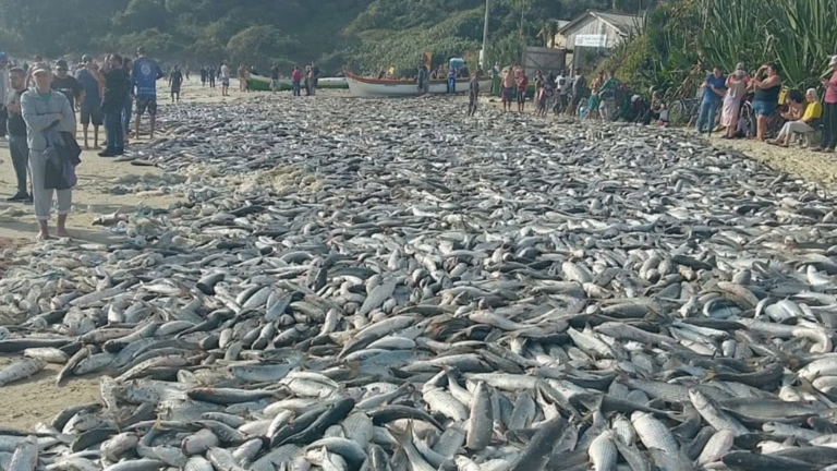 Pesca da tainha por arrasto de praia é suspensa após atingir limite da cota de 2026