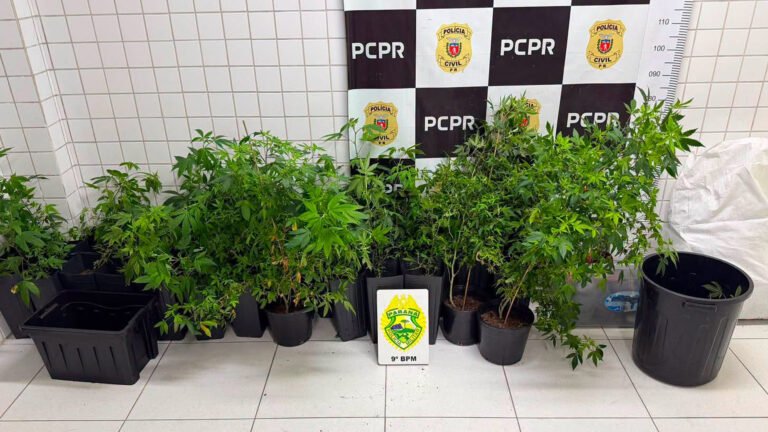 DUAS MULHERES SÃO PRESAS POR TRÁFICO DE DROGAS APÓS PM DESCOBRIR ESTUFA DE MACONHA EM MATINHOS